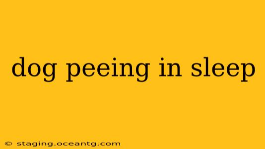 dog peeing in sleep