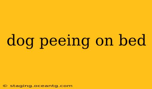 dog peeing on bed