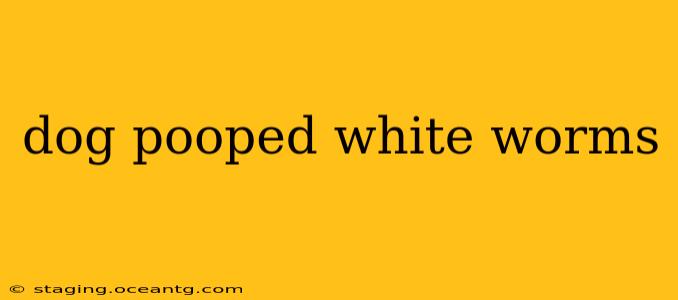 dog pooped white worms