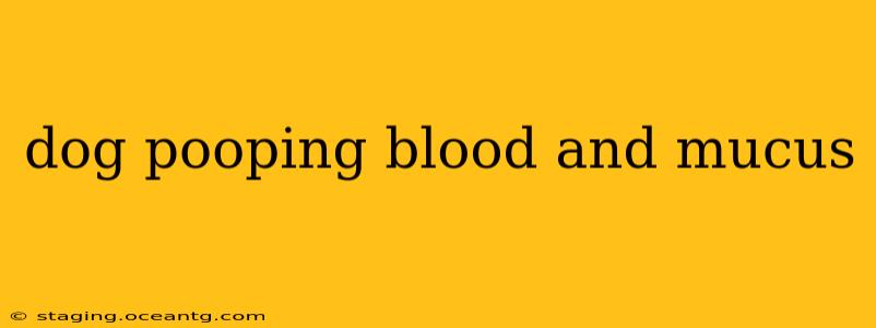 dog pooping blood and mucus