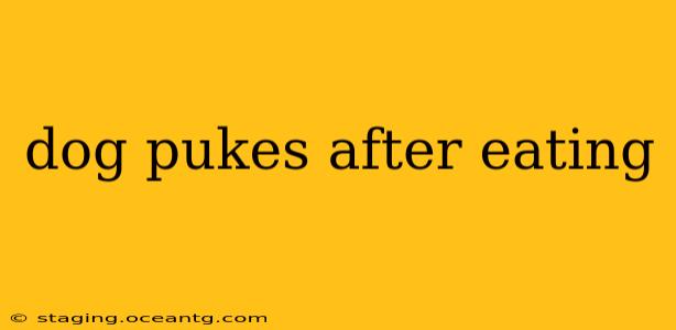 dog pukes after eating