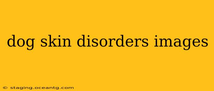 dog skin disorders images