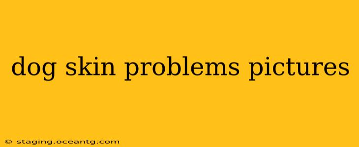 dog skin problems pictures