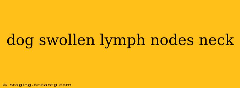 dog swollen lymph nodes neck