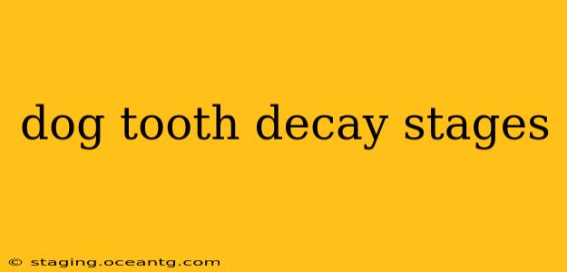 dog tooth decay stages