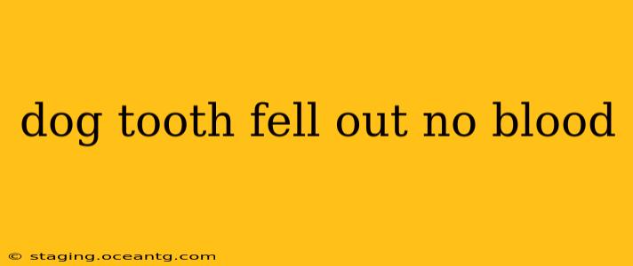 dog tooth fell out no blood
