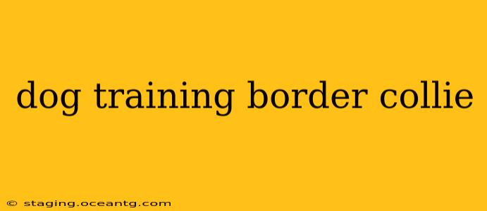 dog training border collie