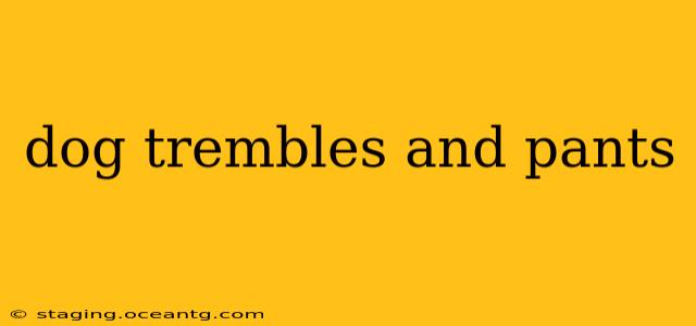 dog trembles and pants