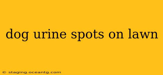 dog urine spots on lawn