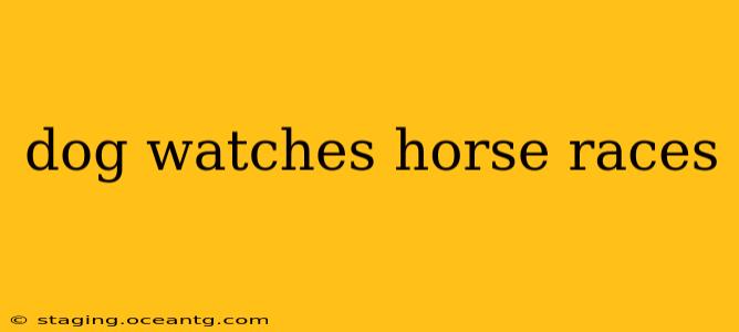 dog watches horse races