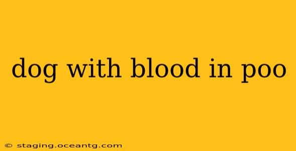 dog with blood in poo