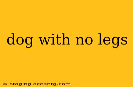 dog with no legs