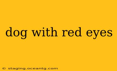 dog with red eyes