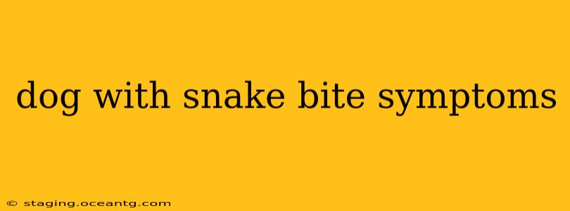 dog with snake bite symptoms