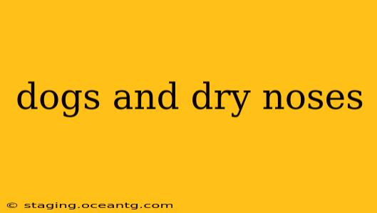 dogs and dry noses
