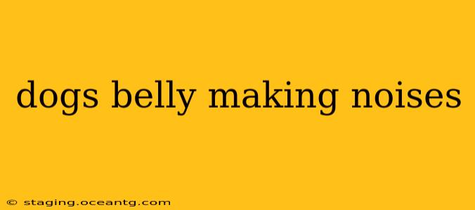 dogs belly making noises