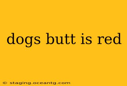 dogs butt is red