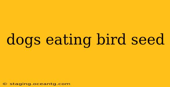 dogs eating bird seed