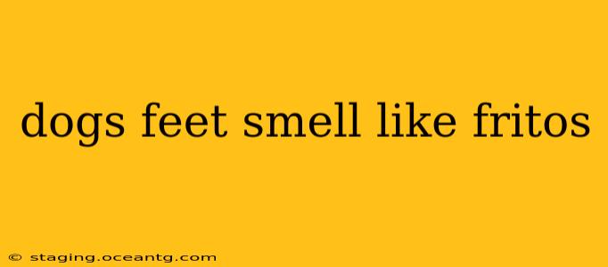 dogs feet smell like fritos