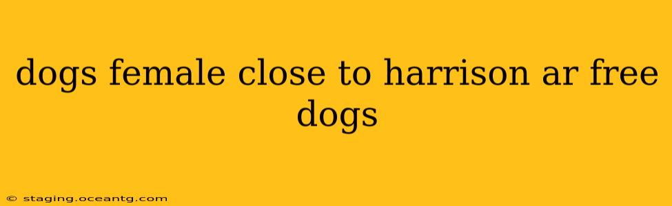 dogs female close to harrison ar free dogs