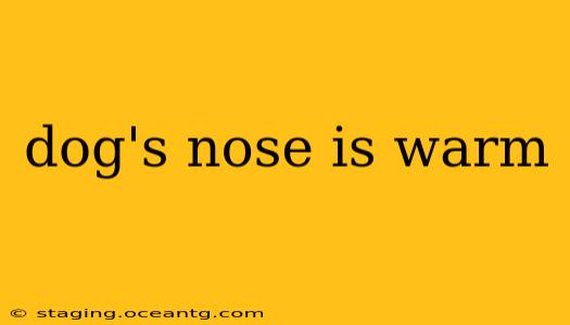 dog's nose is warm