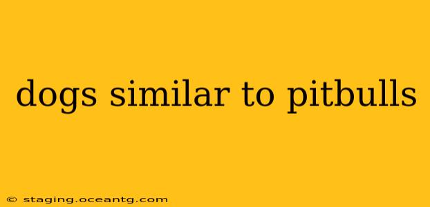 dogs similar to pitbulls