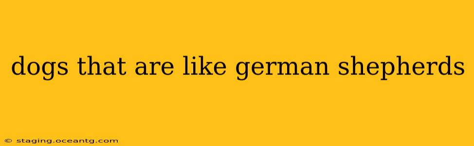 dogs that are like german shepherds