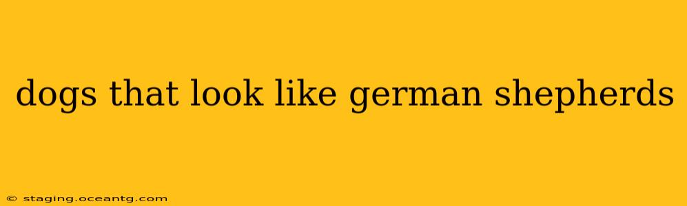 dogs that look like german shepherds