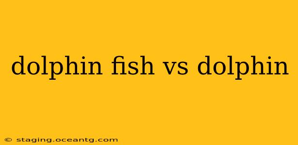 dolphin fish vs dolphin