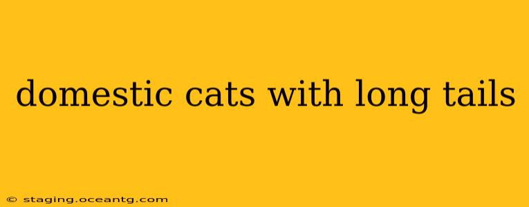 domestic cats with long tails