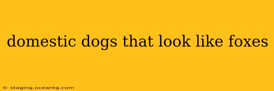 domestic dogs that look like foxes