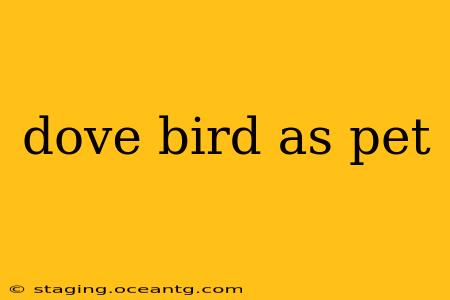 dove bird as pet
