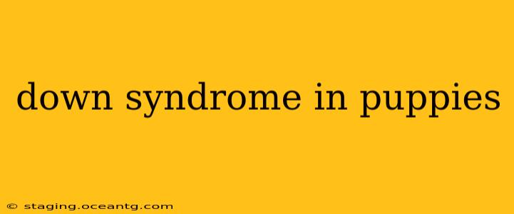down syndrome in puppies