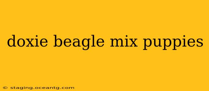 doxie beagle mix puppies