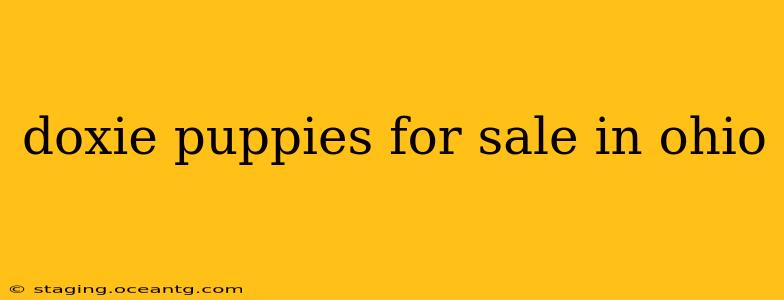 doxie puppies for sale in ohio