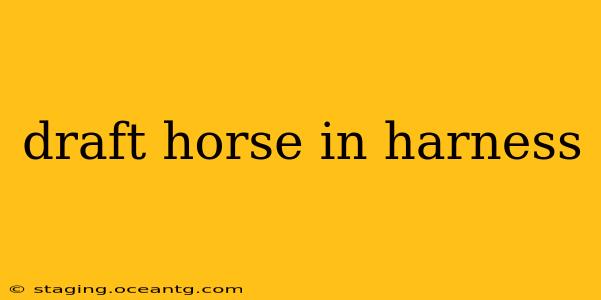 draft horse in harness