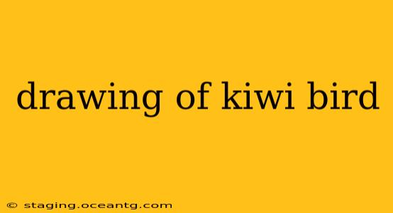 drawing of kiwi bird