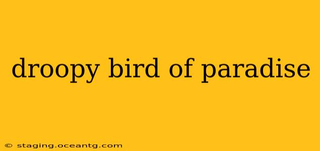 droopy bird of paradise