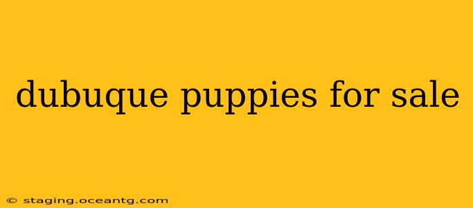 dubuque puppies for sale