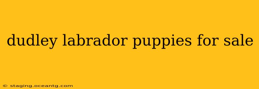 dudley labrador puppies for sale