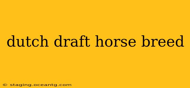 dutch draft horse breed