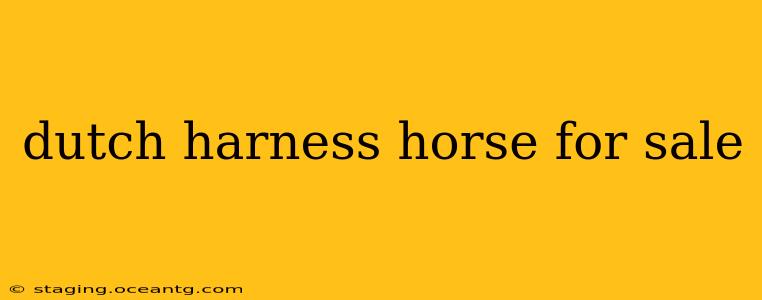 dutch harness horse for sale