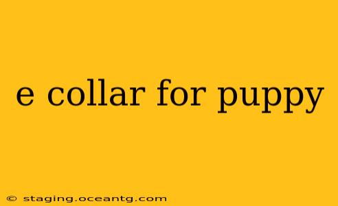 e collar for puppy