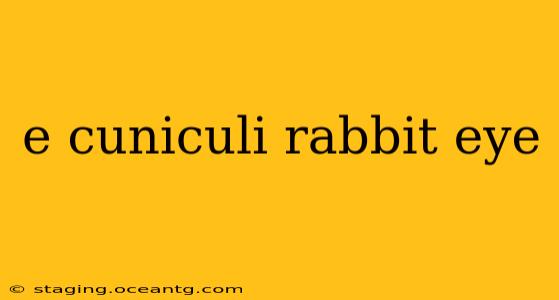 e cuniculi rabbit eye