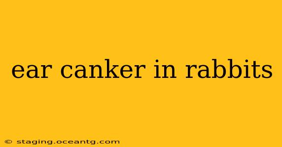 ear canker in rabbits