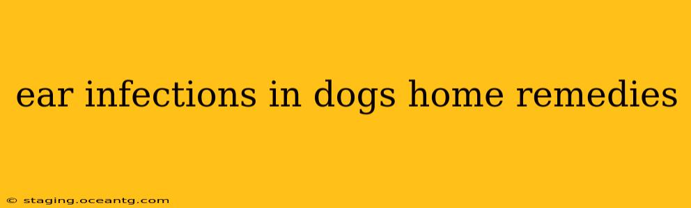 ear infections in dogs home remedies