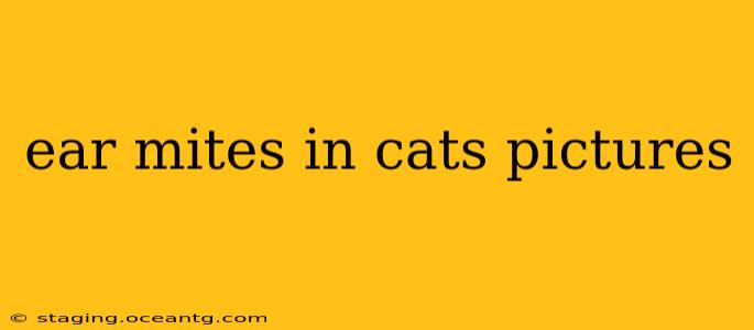 ear mites in cats pictures