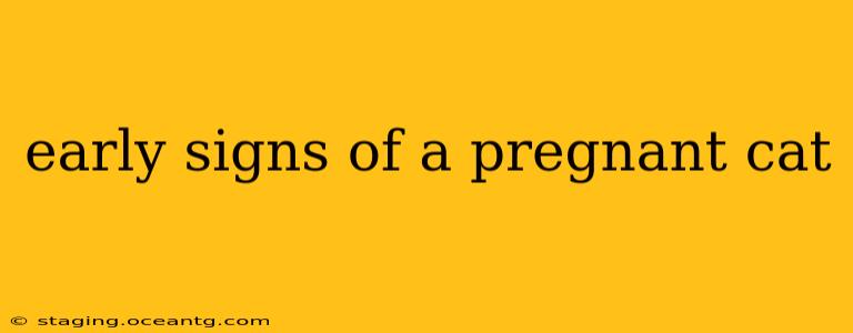 early signs of a pregnant cat