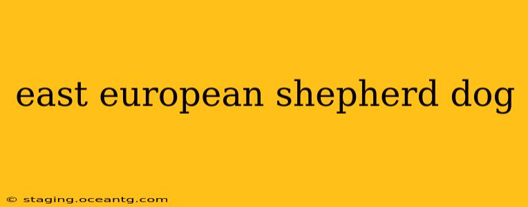 east european shepherd dog