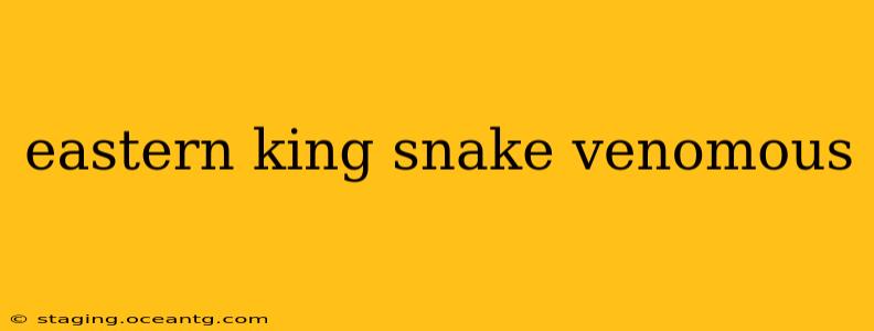 eastern king snake venomous